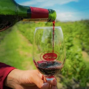 viñedo
